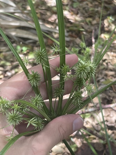 Image of Cyperus croceus by (c) Kristály Cravens-Liszak, some rights reserved (CC BY)