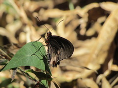 Parides erithalion trichopus