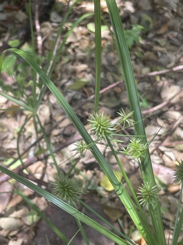 Image of Cyperus croceus by (c) Kristály Cravens-Liszak, some rights reserved (CC BY)