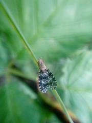 Trypetoptera punctulata