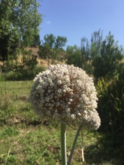 Allium ampeloprasum