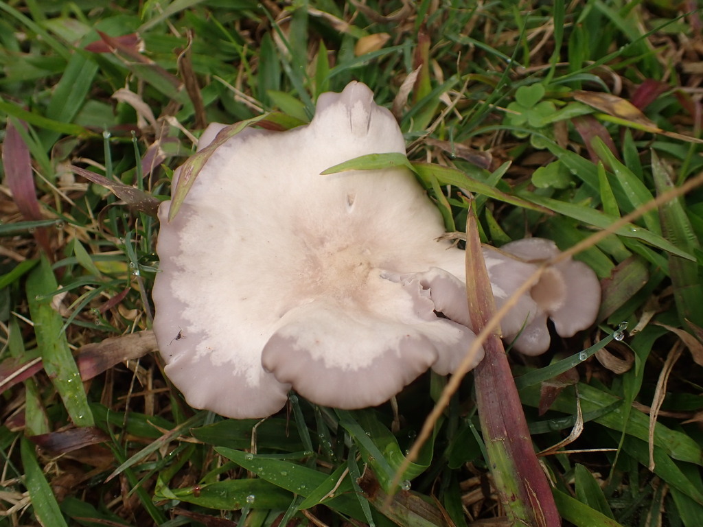 Collybia sordida · July 2024 · photo: © agujaceratops (iNaturalist, cc0)