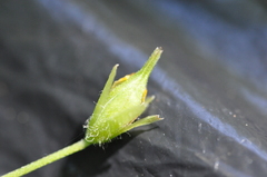 Oxalis suksdorfii