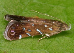 Strobisia iridipennella