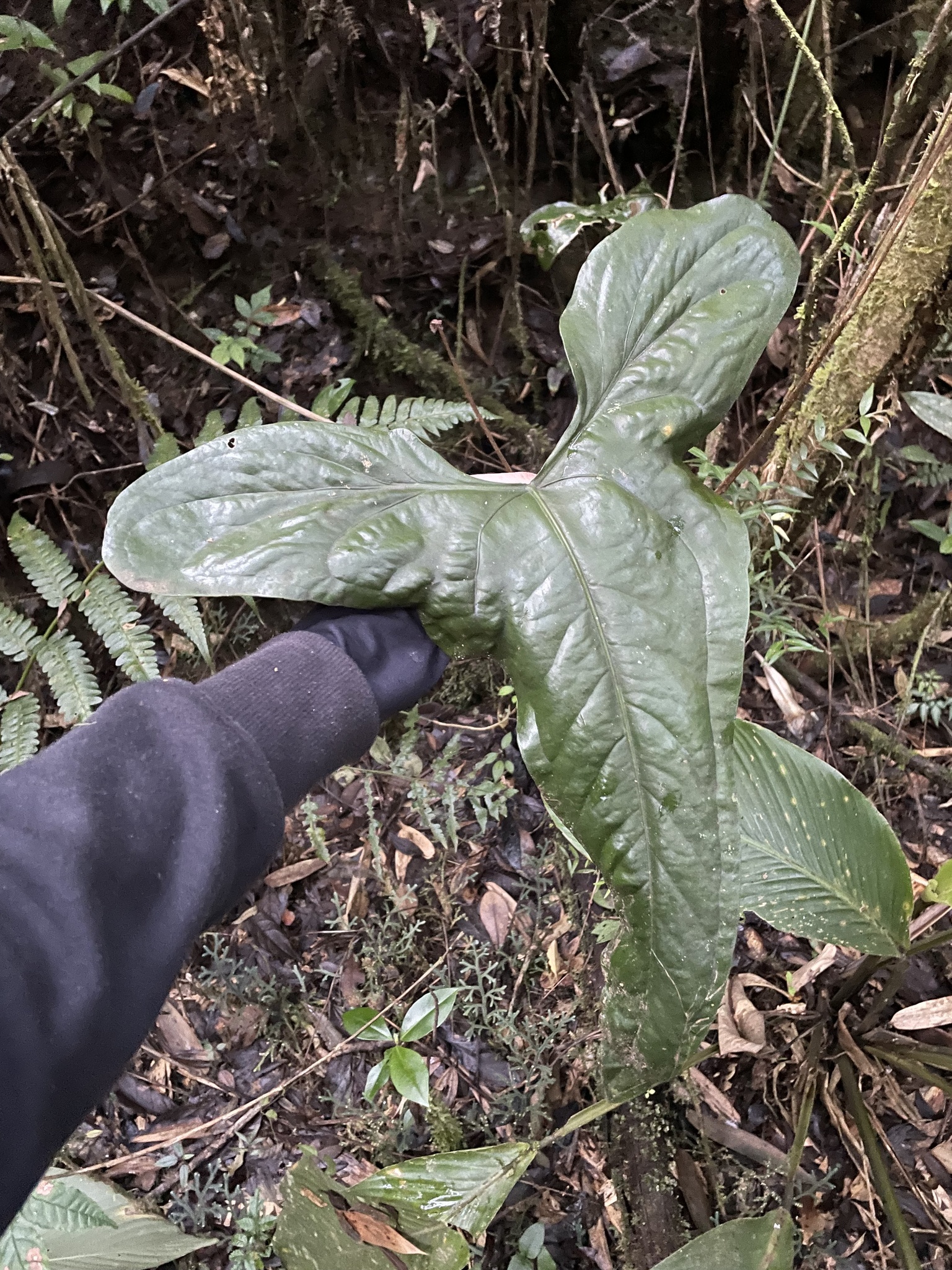 Anthurium acutum