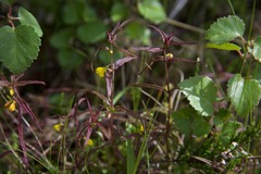 Melampyrum sylvaticum
