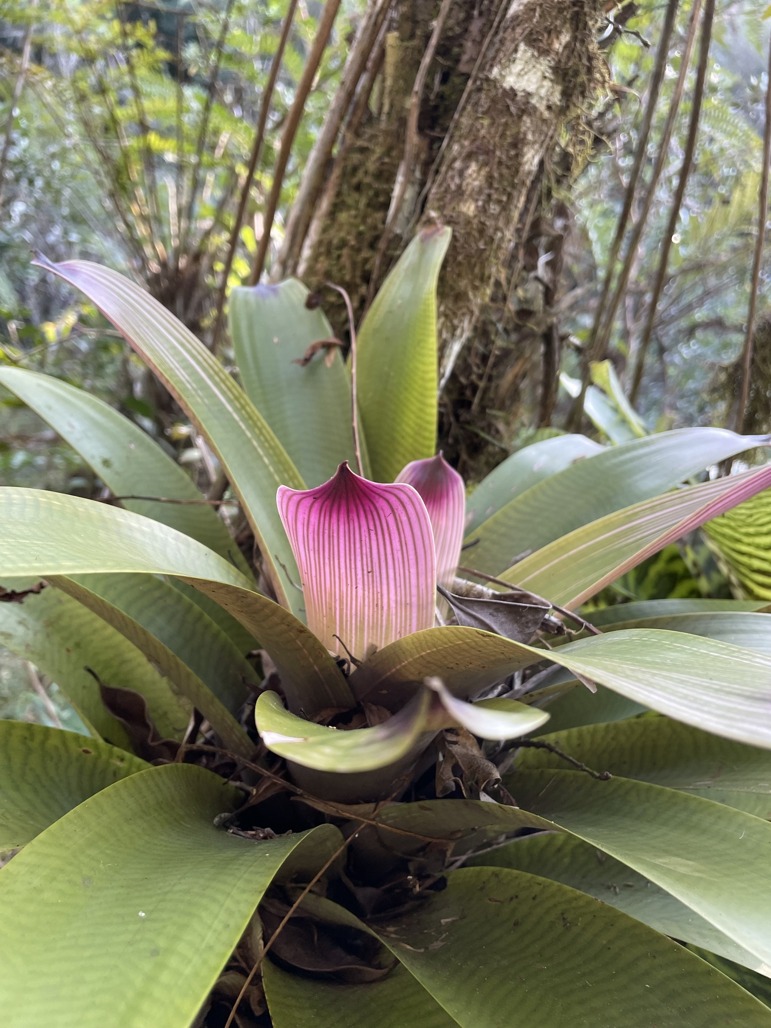 Vriesea platynema