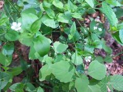 Moehringia trinervia