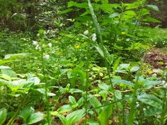 Moehringia trinervia