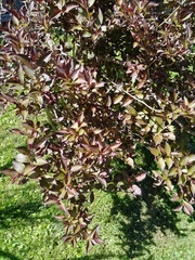 Weigela floribunda