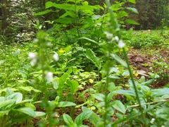 Moehringia trinervia