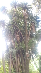 Yucca
