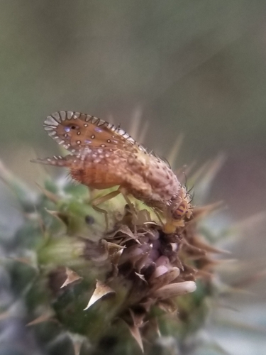 Paracantha gentilis photo 2