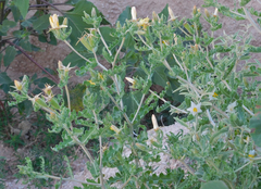 Mentzelia reverchonii