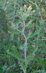 Mentzelia reverchonii