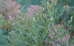 Mentzelia reverchonii