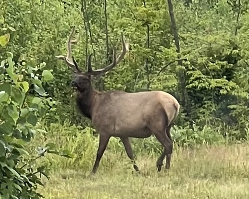 Elk photographed in Wisconsin