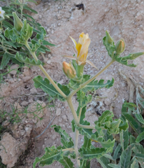 Mentzelia reverchonii