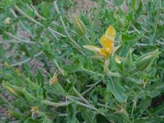 Mentzelia reverchonii