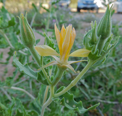 Mentzelia reverchonii