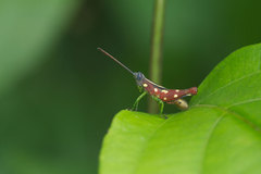 Syntomacris guttulosa