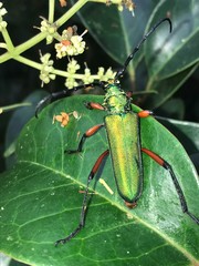 Plinthocoelium suaveolens