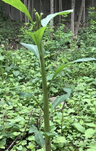 photo of American Pokeweed (Phytolacca americana)