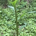 photo of American Pokeweed (Phytolacca americana)