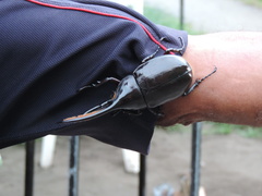 Dynastes septentrionalis