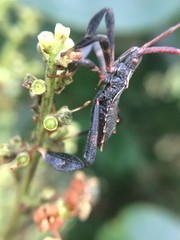 Acanthocephalini