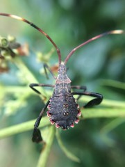 Acanthocephalini