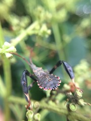 Acanthocephalini