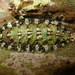 California Spiny Chiton - Photo (c) Kat Halsey, some rights reserved (CC BY-NC), uploaded by Kat Halsey