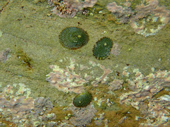 Lottia limatula