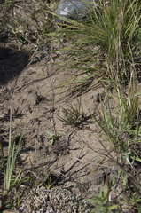 Phemeranthus rugospermus