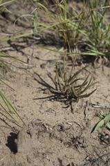 Phemeranthus rugospermus