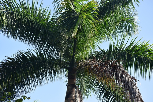 Roystonea regia