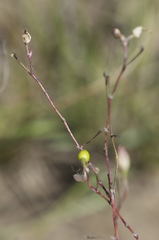 Phemeranthus rugospermus