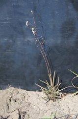 Phemeranthus rugospermus