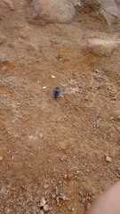 Peromyscus melanotis