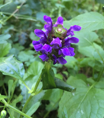 Prunella vulgaris lanceolata