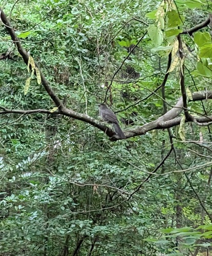 Gray Catbird photographed in Alabama