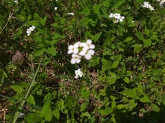 Arabidopsis halleri