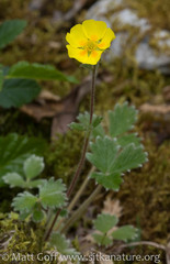 Potentilla × villosula