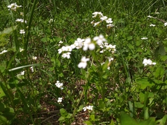 Arabidopsis halleri