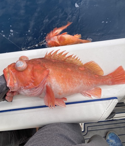 Pink rockfish (Sebastes eos) — Sebastidae — 2