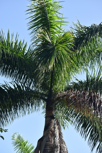 Roystonea regia