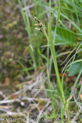 Carex stylosa