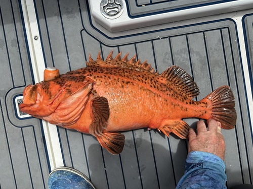 Bronzespotted rockfish (Sebastes gilli) — Sebastidae — 2
