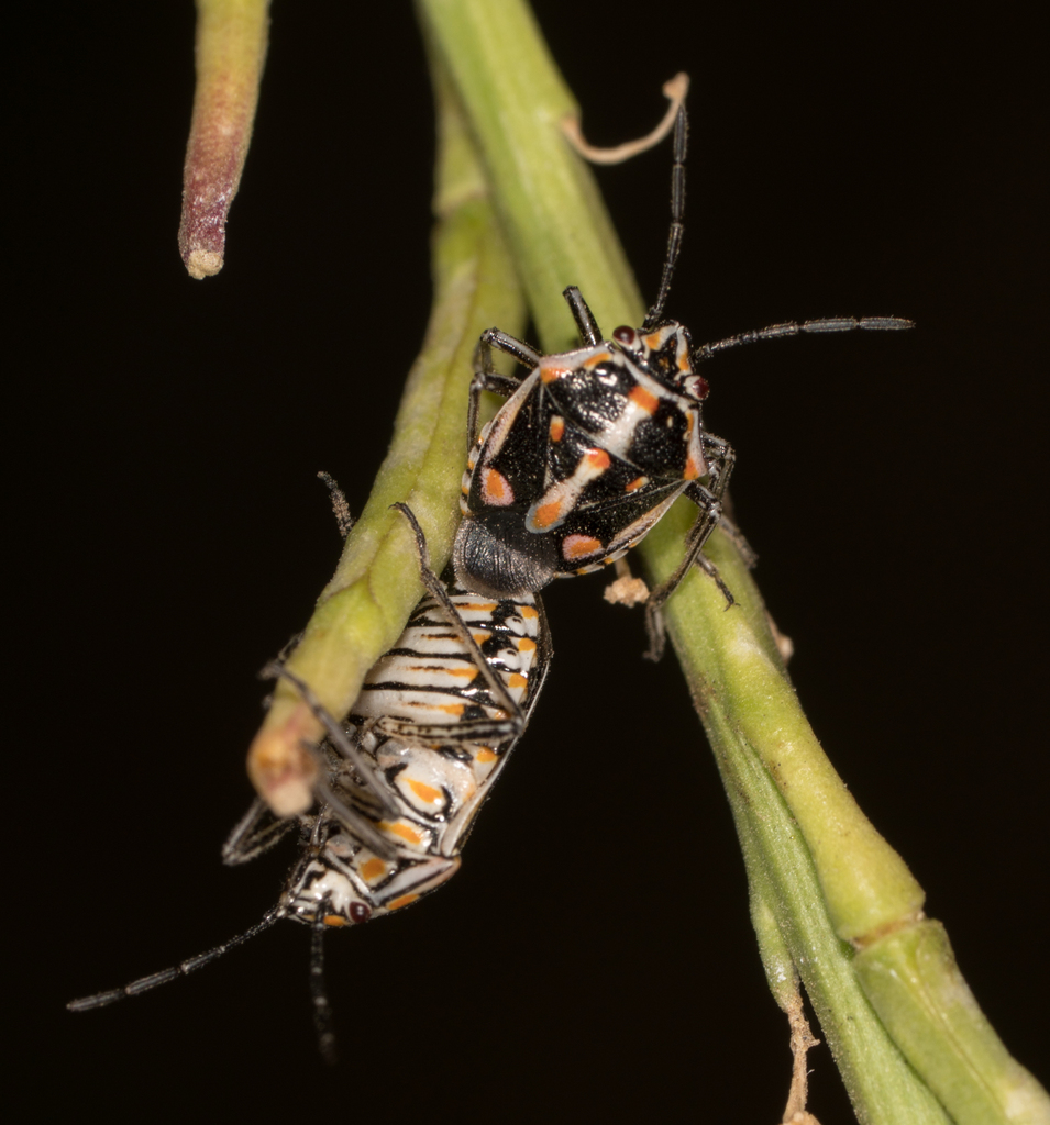 Bagrada bug